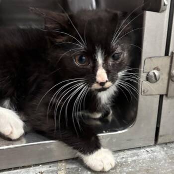 Gretchen -  Domestic Short Hair Cat for Adoption in Fairmont, West Virginia - Gretchen | PetCurious