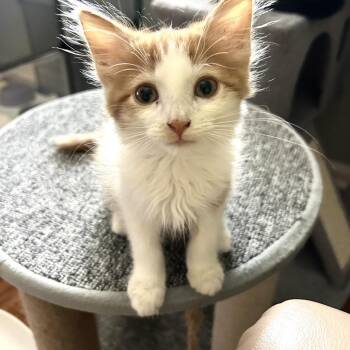 Creamsicle -  Domestic Long Hair Cat for Adoption in Franklin, Tennessee - Creamsicle | PetCurious
