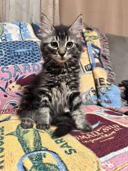 Crow -  Maine Coon and Domestic Long Hair Cat for Adoption in Fresno, California - Crow | PetCurious