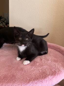Rescue Domestic Short Hair Cats for Adoption in San Antonio, Texas - Wednesday | PetCurious