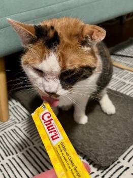 Flower -  Domestic Short Hair Cat for Adoption in Pawtucket, Rhode Island - Flower | PetCurious