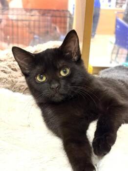 HAZEL. 6706 -  Domestic Short Hair Cat for Adoption in Waldorf, Maryland - HAZEL. 6706 | PetCurious