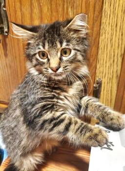 Rescue Maine Coon Cats for Adoption in Ypsilanti, Michigan - Joey | PetCurious