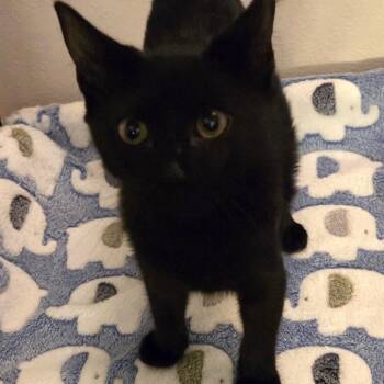 Licorice -  Domestic Short Hair Cat for Adoption in Sunrise, Florida - Licorice | PetCurious