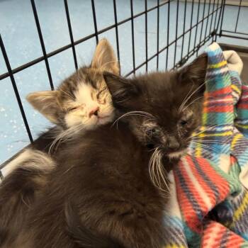 Domestic Medium Hair Cats Available for Adoption in Watertown, New York - Pistachio | PetCurious