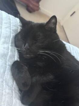 Saba -  Domestic Short Hair Cat for Adoption in Vero Beach, Florida - Saba | PetCurious