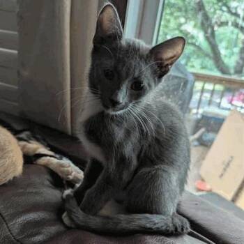 Cyrus -  Domestic Short Hair Cat for Adoption in New York, New York - Cyrus | PetCurious
