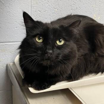 Zoey -  Domestic Medium Hair Cat for Adoption in Dekalb, Illinois - Zoey | PetCurious