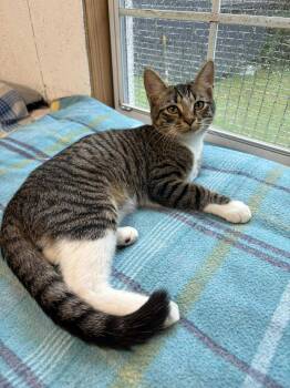 Rescue Tabby Cats for Adoption - Neeko | PetCurious