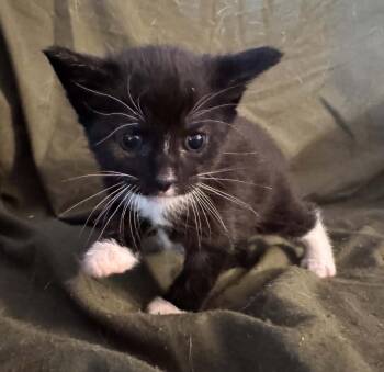 Lyra -  Domestic Short Hair Cat for Adoption in Ontario, New York - Lyra | PetCurious