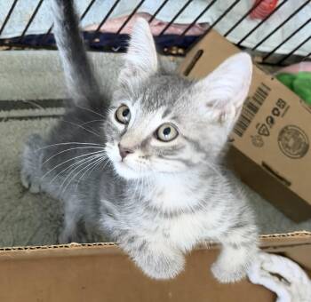 Tabby and Domestic Short Hair Cats Available for Adoption in Homestead, Florida - Charmer | PetCurious