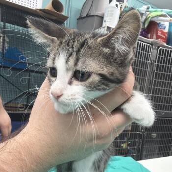 Einstein -  Domestic Short Hair Cat for Adoption in Port Charlotte, Florida - Einstein | PetCurious