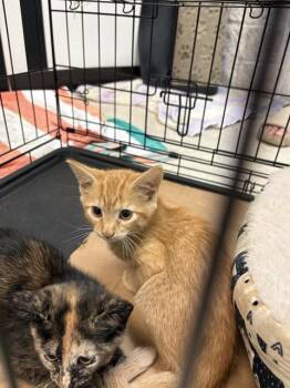 BOCA -  Domestic Medium Hair Cat for Adoption in Sugar Land, Texas - BOCA | PetCurious
