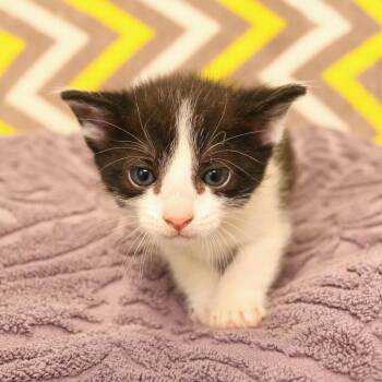 John (26-2F-4) -  Domestic Short Hair Cat for Adoption in Rifle, Colorado - John (26-2F-4) | PetCurious