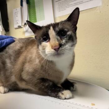 Domestic Short Hair Cats Available for Adoption in Pasadena, California - Marie | PetCurious