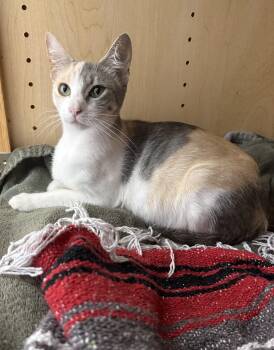 Rescue Dilute Calico Cats for Adoption in Fort Worth, Texas - Rosie | PetCurious