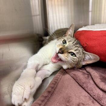 Terra -  Domestic Short Hair Cat for Adoption in Medina, Ohio - Terra | PetCurious