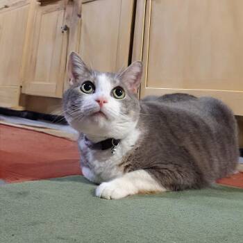 Domestic Short Hair Cats Available for Adoption in Charleston, South Carolina - Kooney | PetCurious