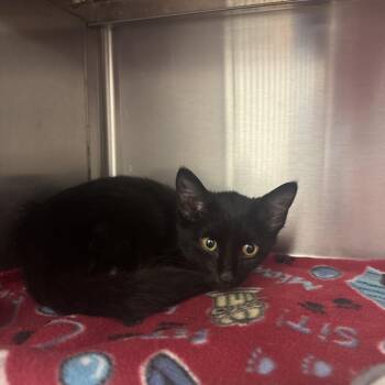 Rocky -  Domestic Short Hair Cat for Adoption in Liberty, Missouri - Rocky | PetCurious