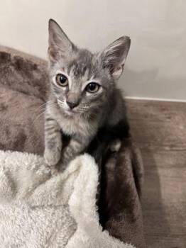 Cobalt -  Domestic Short Hair Cat for Adoption in Picayune, Mississippi - Cobalt | PetCurious