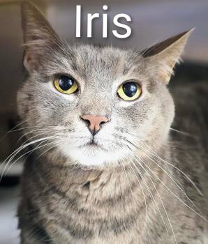 Iris - Rancho Cucamonga PetSmart -  Domestic Short Hair Cat for Adoption in Yorba Linda, California - Iris - Rancho Cucamonga PetSmart | PetCurious