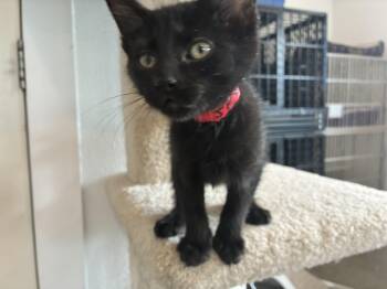 Jett -  Domestic Medium Hair Cat for Adoption in Bonners Ferry, Idaho - Jett | PetCurious