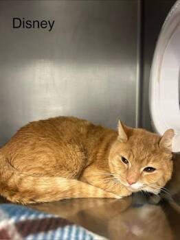 Domestic Short Hair Cats Available for Adoption - Disney | PetCurious