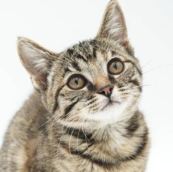 Sally is so so soooo sweet and so soooo special - cuddle bug ale -  Torbie and Bengal Cat for Adoption in Bedford Hills, New York - Sally Is So So Soooo Sweet And So Soooo Special - Cuddle Bug Ale | PetCurious