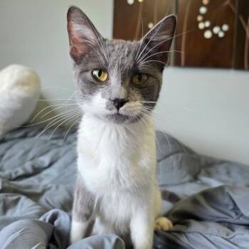 Verona--In Foster -  Domestic Short Hair Cat Available for Adoption in Fargo, North Dakota - Verona--In Foster | PetCurious