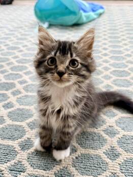 Beauty -  Domestic Short Hair Cat for Adoption in Raleigh, North Carolina - Beauty | PetCurious