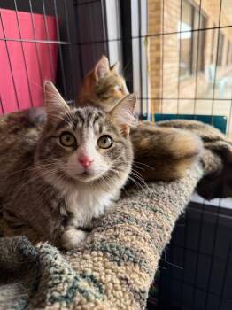 Domestic Medium Hair Cats Available for Adoption in Valley Park, Oklahoma - Cressida | PetCurious