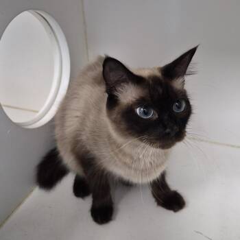 TXAC-Stray-20122 -  Siamese Cat for Adoption in Portland, Texas - TXAC-Stray-20122 | PetCurious