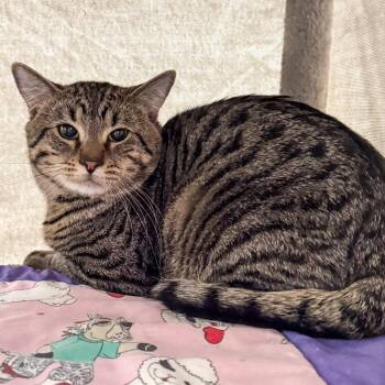 Domestic Short Hair Cats Available for Adoption in Kennebunk, Maine - Astro *Bonded W/ Fernandez* | PetCurious