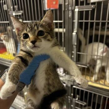 Ricochet -  Domestic Short Hair Cat for Adoption in Concord, North Carolina - Ricochet | PetCurious