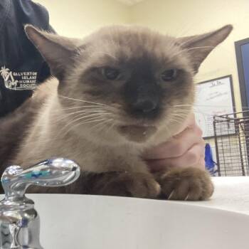 James Brown -  Domestic Short Hair Cat for Adoption in Galveston, Texas - James Brown | PetCurious