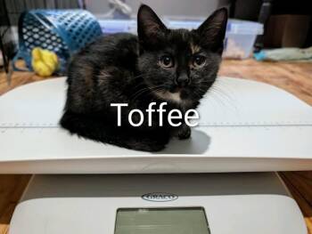 Toffee -  Domestic Short Hair Cat Available for Adoption in Johnson City, Tennessee - Toffee | PetCurious