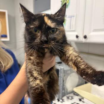 Pickles -  Domestic Short Hair Cat for Adoption in Greenville, South Carolina - Pickles | PetCurious