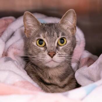 Rescue Domestic Short Hair Cats for Adoption in Mentor, Ohio - Potion | PetCurious