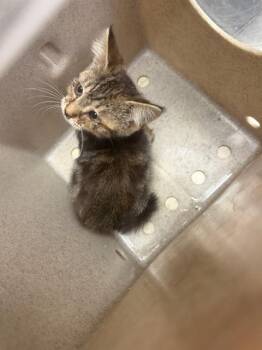 SIMON -  Domestic Short Hair Cat for Adoption in Stockton, California - SIMON | PetCurious