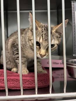 Tom Holland -  Domestic Short Hair Cat for Adoption in Fishers, Indiana - Tom Holland | PetCurious
