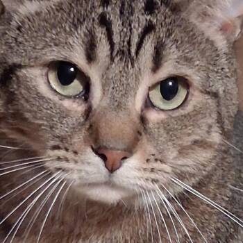 Blaze -  Domestic Short Hair Cat for Adoption in Powdersville, South Carolina - Blaze | PetCurious