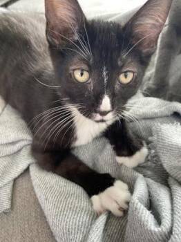 Zest (collier Jaune) -  Domestic Medium Hair and Domestic Short Hair Cat for Adoption in Montreal, Quebec - Zest (collier Jaune) | PetCurious