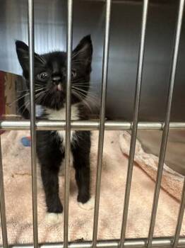 Stony -  Domestic Short Hair Cat for Adoption in West Chester, Pennsylvania - Stony | PetCurious
