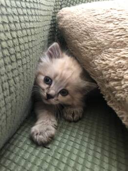 Buster -  Himalayan and Domestic Long Hair Cat for Adoption in East Brunswick, New Jersey - Buster | PetCurious