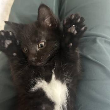 Chicory -  Domestic Short Hair Cat for Adoption in Evanston, Illinois - Chicory | PetCurious