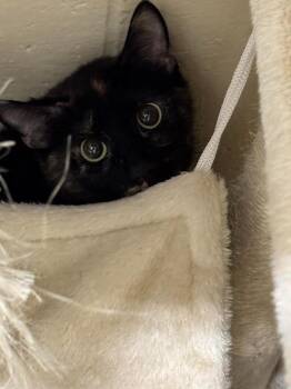 Domestic Short Hair Cats Available for Adoption in Boone, Iowa - Serenity | PetCurious