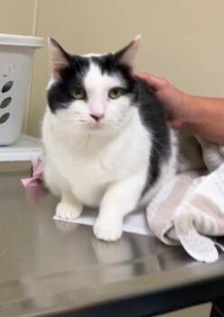 Zarra -  Domestic Short Hair Cat for Adoption in Christiansburg, Virginia - Zarra | PetCurious