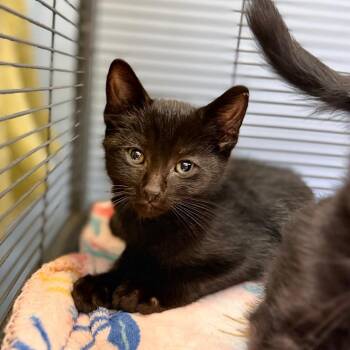 Killian -  Domestic Short Hair Cat for Adoption in Portage, Michigan - Killian | PetCurious
