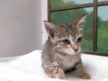DINAH -  Domestic Short Hair Cat for Adoption in Houston, Texas - DINAH | PetCurious