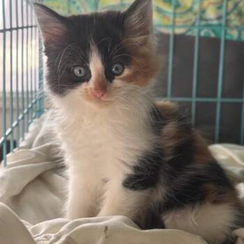 Magnolia A26-113 -  Domestic Medium Hair Cat for Adoption in Santa Rosa Beach, Florida - Magnolia A26-113 | PetCurious